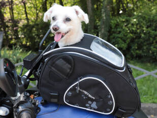 Viajar en moto con tu perro ya es posible gracias a BAGSTER